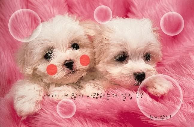 cute dogs Pictures, Images and Photos